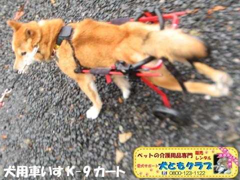 犬用車椅子K9カートアポロくん2017052605.jpg