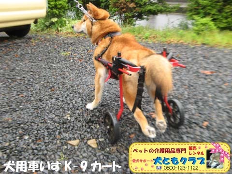 犬用車椅子K9カートアポロくん2017052606.jpg