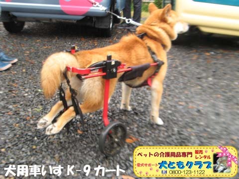 犬用車椅子K9カートアポロくん2017052607.jpg
