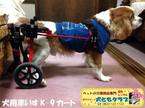 犬用車椅子K9カートキャバリアのバレンボイムくん2015100501.jpg