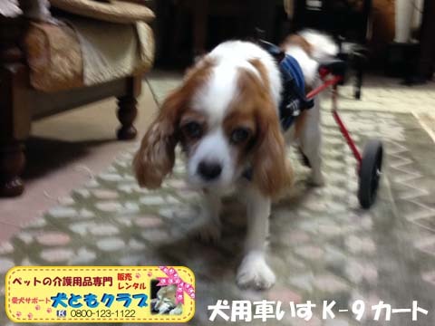 犬用車椅子K9カートキャバリアのバレンボイムくん2015100502.jpg