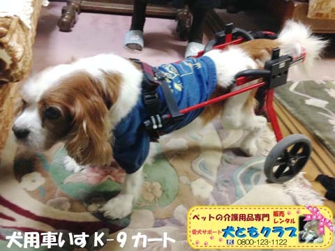 犬用車椅子K9カートキャバリアのバレンボイムくん2015100503.jpg