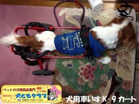 犬用車椅子K9カートキャバリアのバレンボイムくん2015100504.jpg