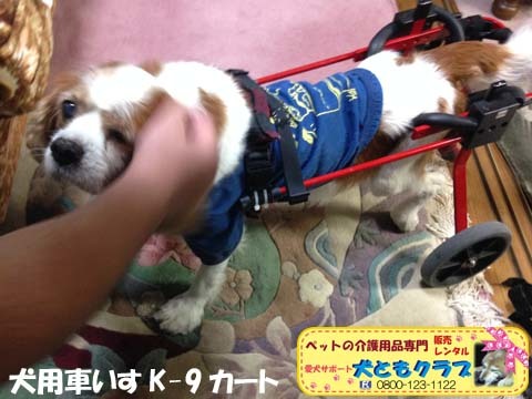 犬用車椅子K9カートキャバリアのバレンボイムくん2015100505.jpg