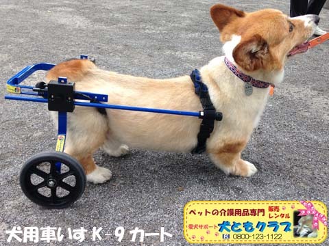 犬用車椅子K9カートコーギーのアポロくん用2015070701.jpg