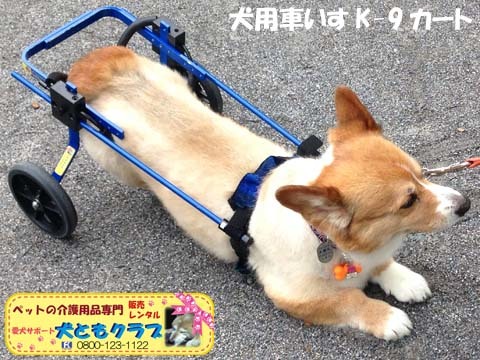 犬用車椅子K9カートコーギーのアポロくん用2015070702.jpg
