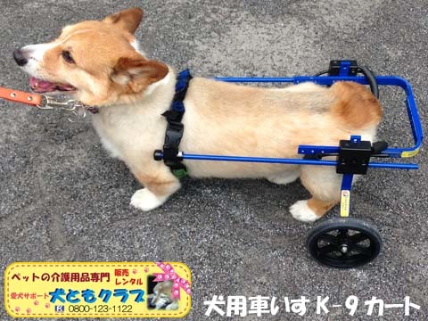 犬用車椅子K9カートコーギーのアポロくん用2015070704.jpg