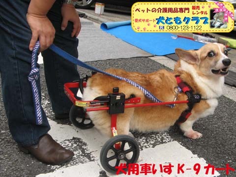 犬用車椅子K9カートコーギーのココくん用2015092701.jpg