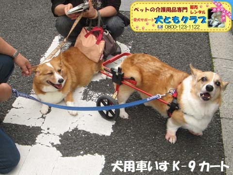 犬用車椅子K9カートコーギーのココくん用2015092702.jpg