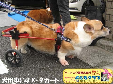 犬用車椅子K9カートコーギーのココくん用2015092703.jpg