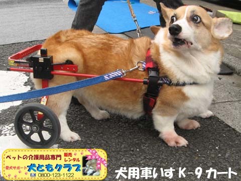 犬用車椅子K9カートコーギーのココくん用2015092704.jpg