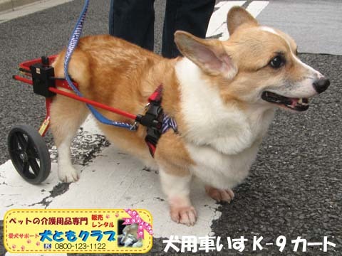 犬用車椅子K9カートコーギーのココくん用2015092705.jpg