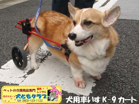 犬用車椅子K9カートコーギーのココくん用2015092706.jpg