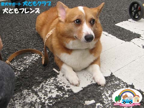 犬用車椅子K9カートコーギーのココくん用2015092708.jpg