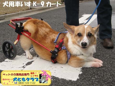 犬用車椅子K9カートコーギーのココくん用2015092709.jpg