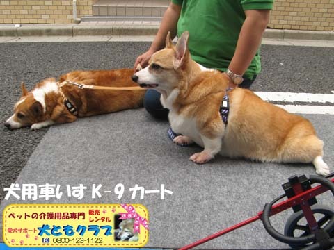 犬用車椅子K9カートコーギーのココくん用2015092710.jpg