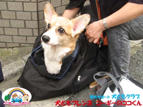 犬用車椅子K9カートコーギーのココくん用2015092712.jpg