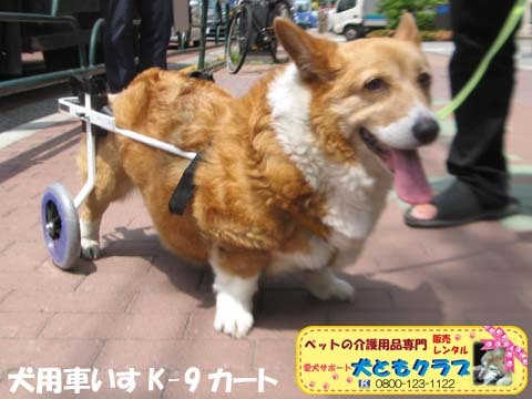 犬用車椅子K9カートコーギーのプリンちゃん2017051601.jpg