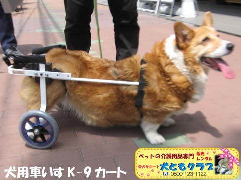 犬用車椅子K9カートコーギーのプリンちゃん2017051602.jpg