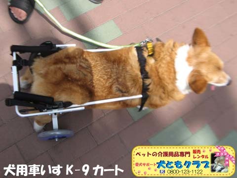 犬用車椅子K9カートコーギーのプリンちゃん2017051604.jpg