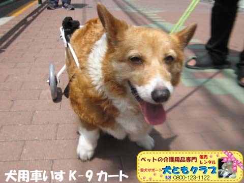 犬用車椅子K9カートコーギーのプリンちゃん2017051605.jpg