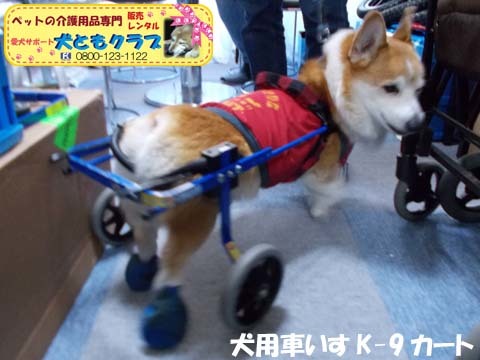 犬用車椅子K9カートコーギーのロビンくん用2017112503.jpg