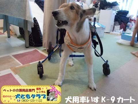 犬用車椅子K9カートシェルティーのギンくん2020090906.jpg
