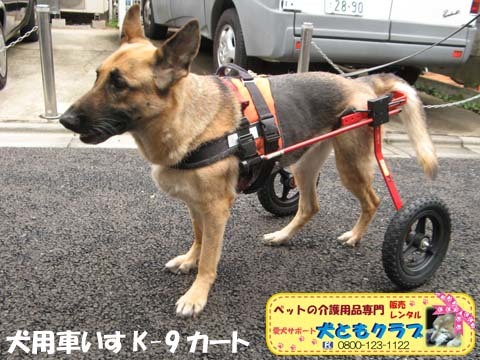 犬用車椅子K9カートジャーマンシェパードのクレオちゃん用2016040501.jpg