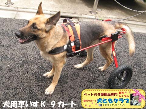 犬用車椅子K9カートジャーマンシェパードのクレオちゃん用2016040502.jpg