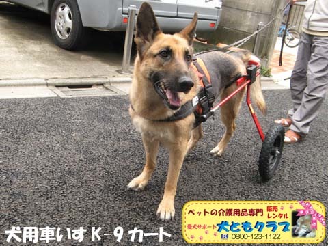 犬用車椅子K9カートジャーマンシェパードのクレオちゃん用2016040503.jpg