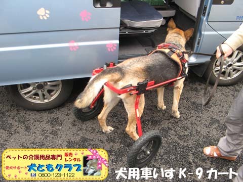 犬用車椅子K9カートジャーマンシェパードのクレオちゃん用2016040504.jpg