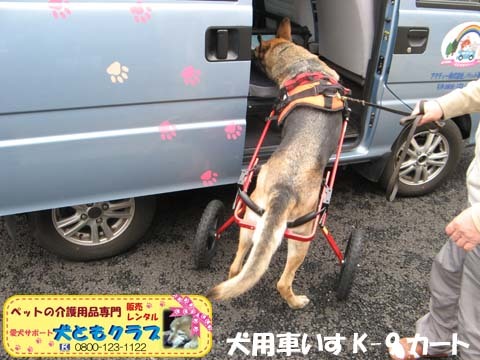 犬用車椅子K9カートジャーマンシェパードのクレオちゃん用2016040505.jpg