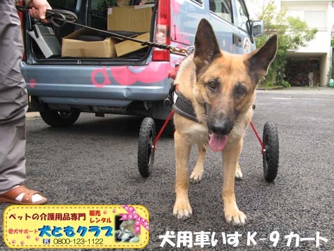 犬用車椅子K9カートジャーマンシェパードのクレオちゃん用2016040506.jpg