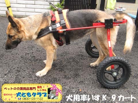 犬用車椅子K9カートジャーマンシェパードのクレオちゃん用2016040507.jpg