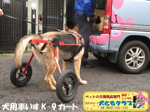犬用車椅子K9カートジャーマンシェパードのクレオちゃん用2016040509.jpg