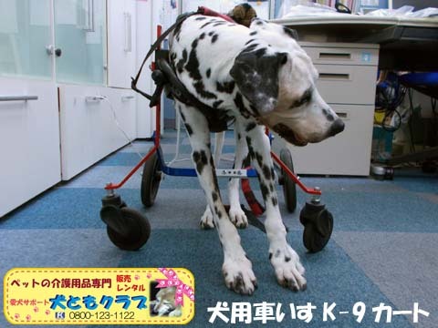 犬用車椅子K9カートダルメシアンのMayちゃん用2017120502.jpg