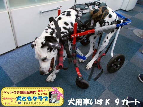 犬用車椅子K9カートダルメシアンのMayちゃん用2017120503.jpg