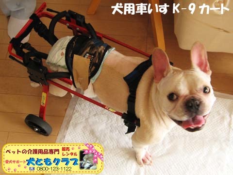 犬用車椅子K9カートフレンチブルドッグのダイくん用2015081502.jpg