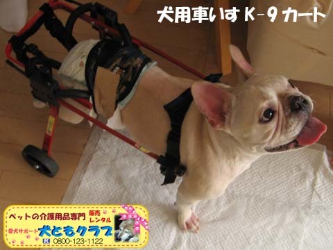 犬用車椅子K9カートフレンチブルドッグのダイくん用2015081504.jpg