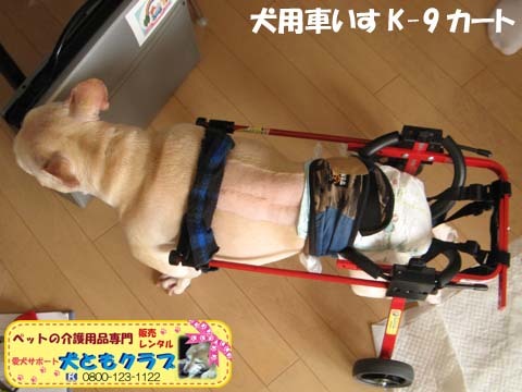 犬用車椅子K9カートフレンチブルドッグのダイくん用2015081505.jpg