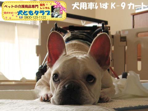 犬用車椅子K9カートフレンチブルドッグのダイくん用2015081506.jpg