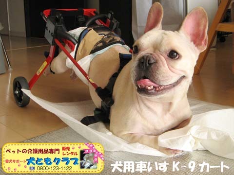 犬用車椅子K9カートフレンチブルドッグのダイくん用2015081508.jpg