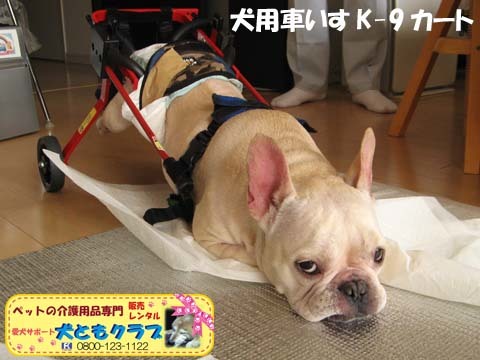 犬用車椅子K9カートフレンチブルドッグのダイくん用2015081509.jpg