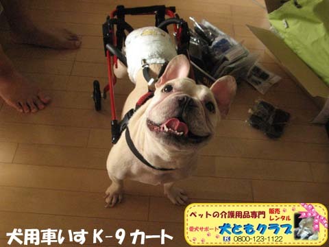 犬用車椅子K9カートフレンチブルドッグのダイくん用2015101001.jpg