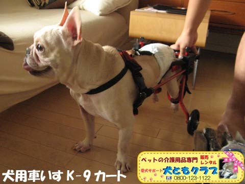 犬用車椅子K9カートフレンチブルドッグのダイくん用2015101002.jpg