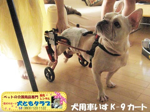 犬用車椅子K9カートフレンチブルドッグのダイくん用2015101004.jpg