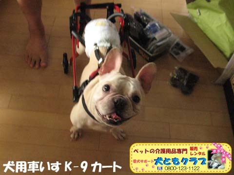 犬用車椅子K9カートフレンチブルドッグのダイくん用2015101005.jpg