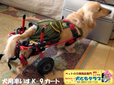 犬用車椅子K9カートミニチュアダックスのアルトくん用2016043001.jpg
