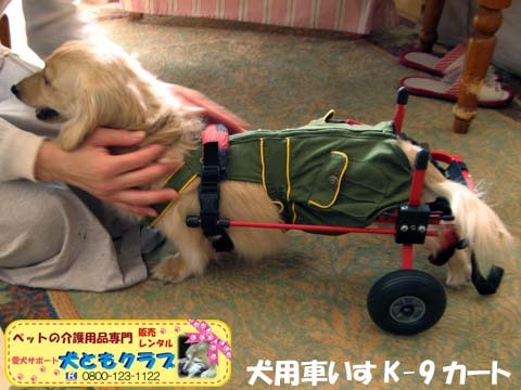 犬用車椅子K9カートミニチュアダックスのアルトくん用2016043002.jpg