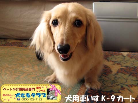犬用車椅子K9カートミニチュアダックスのアルトくん用2016043003.jpg